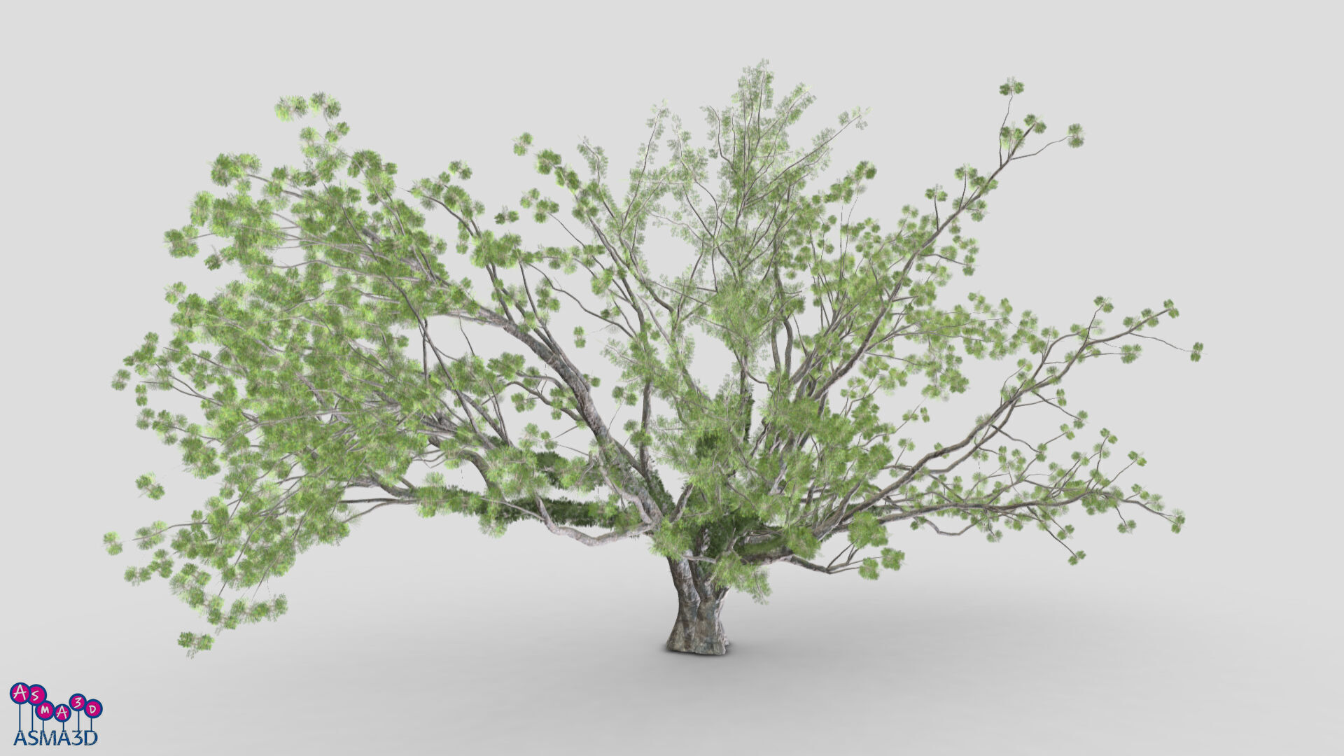 Tree-A3-Live Oak Low-poly 3D model_2