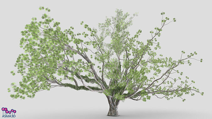 Tree-A3-Live Oak Low-poly 3D model