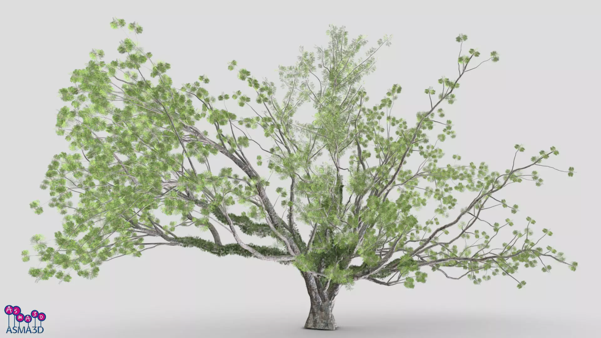 Tree-A3-Live Oak Low-poly 3D model_0