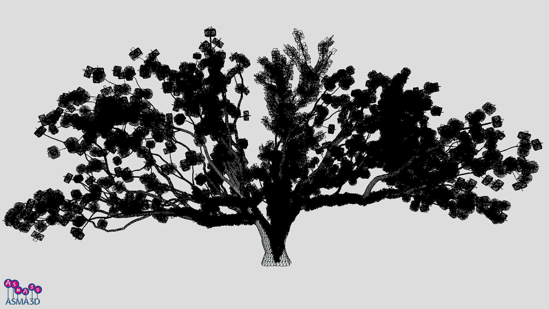 Tree-A3-Live Oak Low-poly 3D model_3