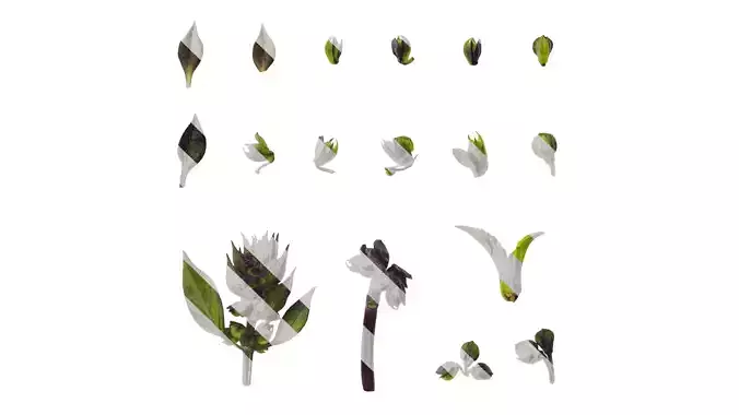 Anydrafts Ocimum basilicum Flower 01