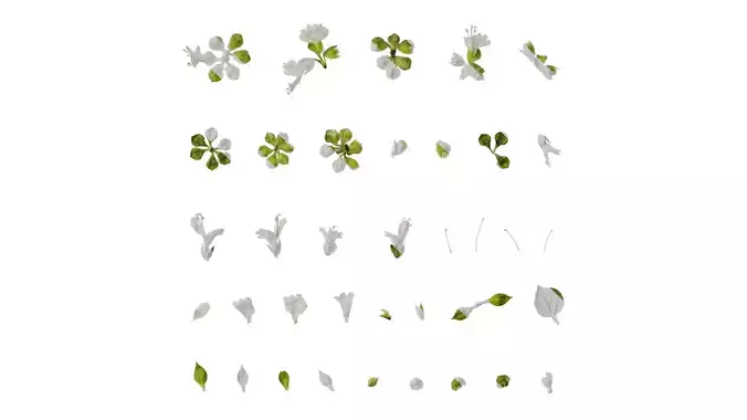 Anydrafts Ocimum basilicum Flower 02