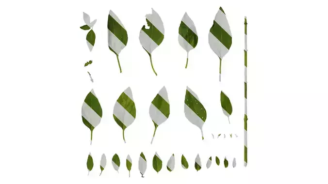 Anydrafts Ocimum basilicum Leaf 01