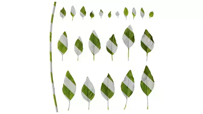 Anydrafts Ocimum basilicum Leaf 02