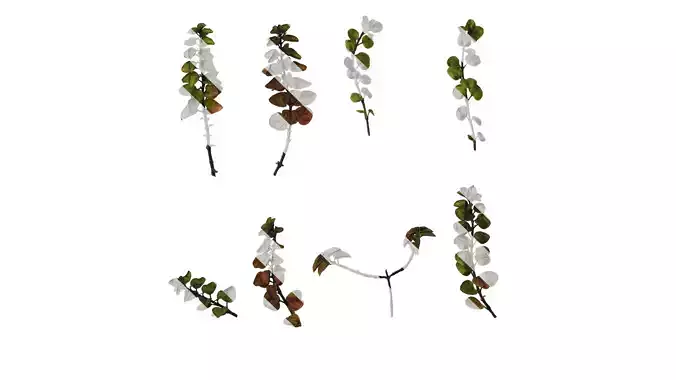 Anydrafts Origanum rotundifolium Atlas 01