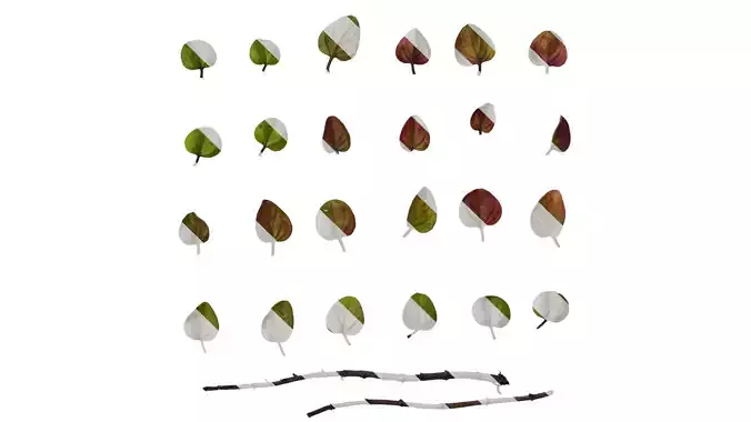 Anydrafts Origanum rotundifolium Leaf 01