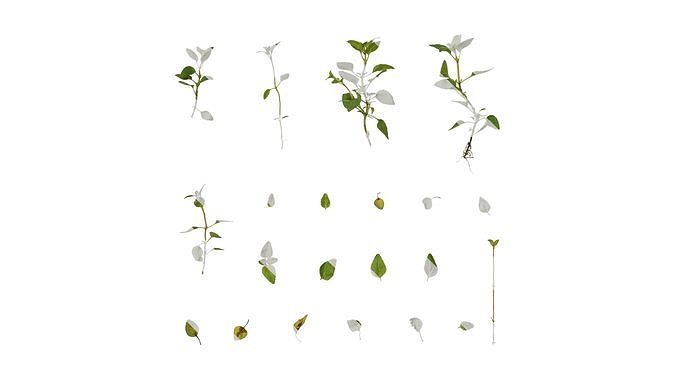 Anydrafts Origanum vulgare Atlas 01 Texture