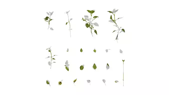 Anydrafts Origanum vulgare Atlas 01