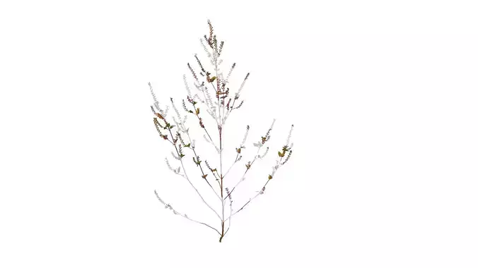 Anydrafts Perilla frutescens Atlas 02