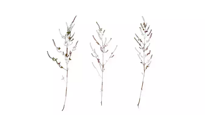 Anydrafts Perilla frutescens Atlas 03