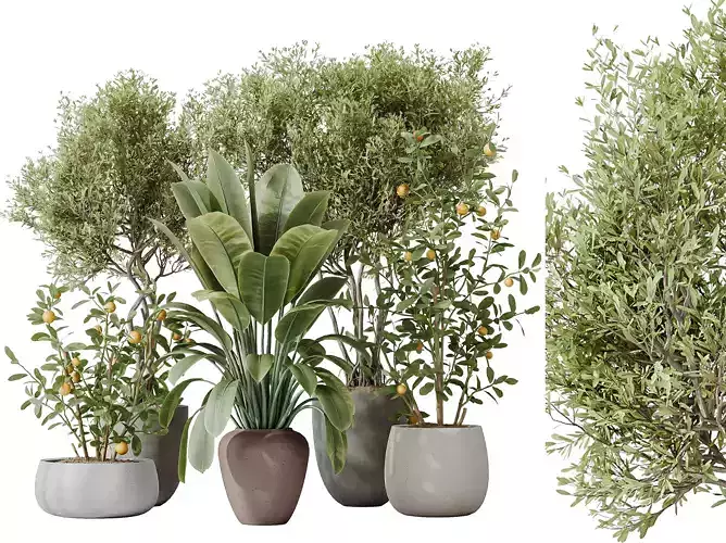 AV Indoor plants set 179 Olive and Abidjan and Orange Tree