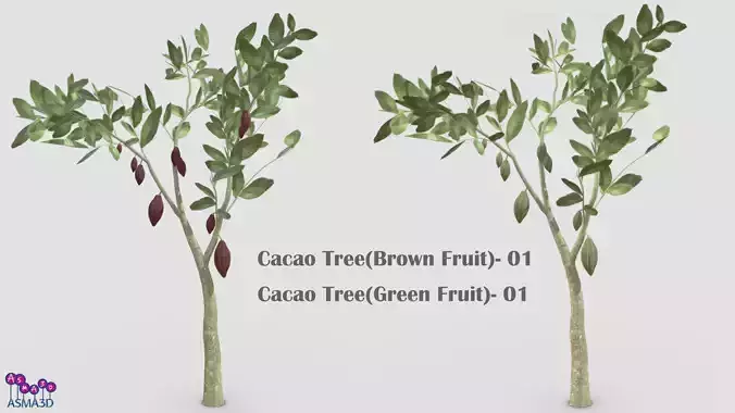 Cacao Tree- 01