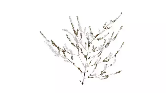 Anydrafts Perilla frutescens Atlas 04