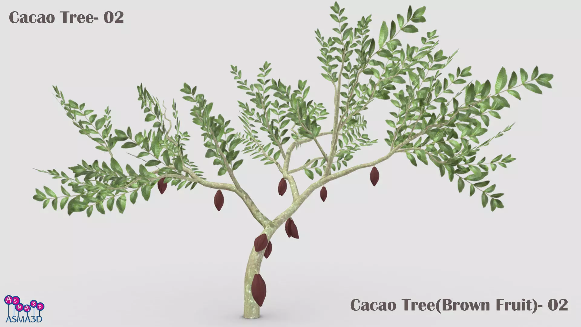 Cacao Tree- 02 Low-poly 3D model