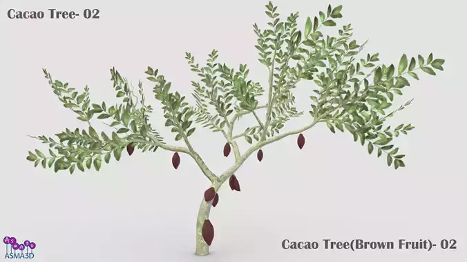 Cacao Tree- 02