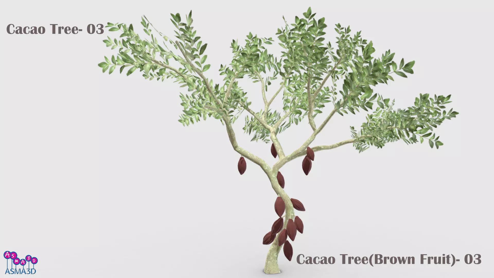 Cacao Tree- 03 Low-poly 3D model
