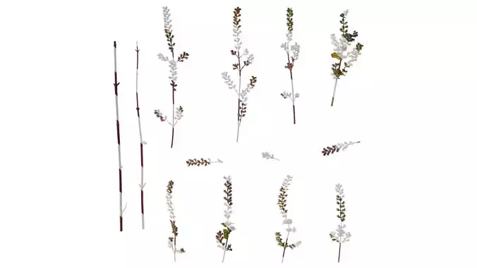 Anydrafts Perilla frutescens Atlas 06