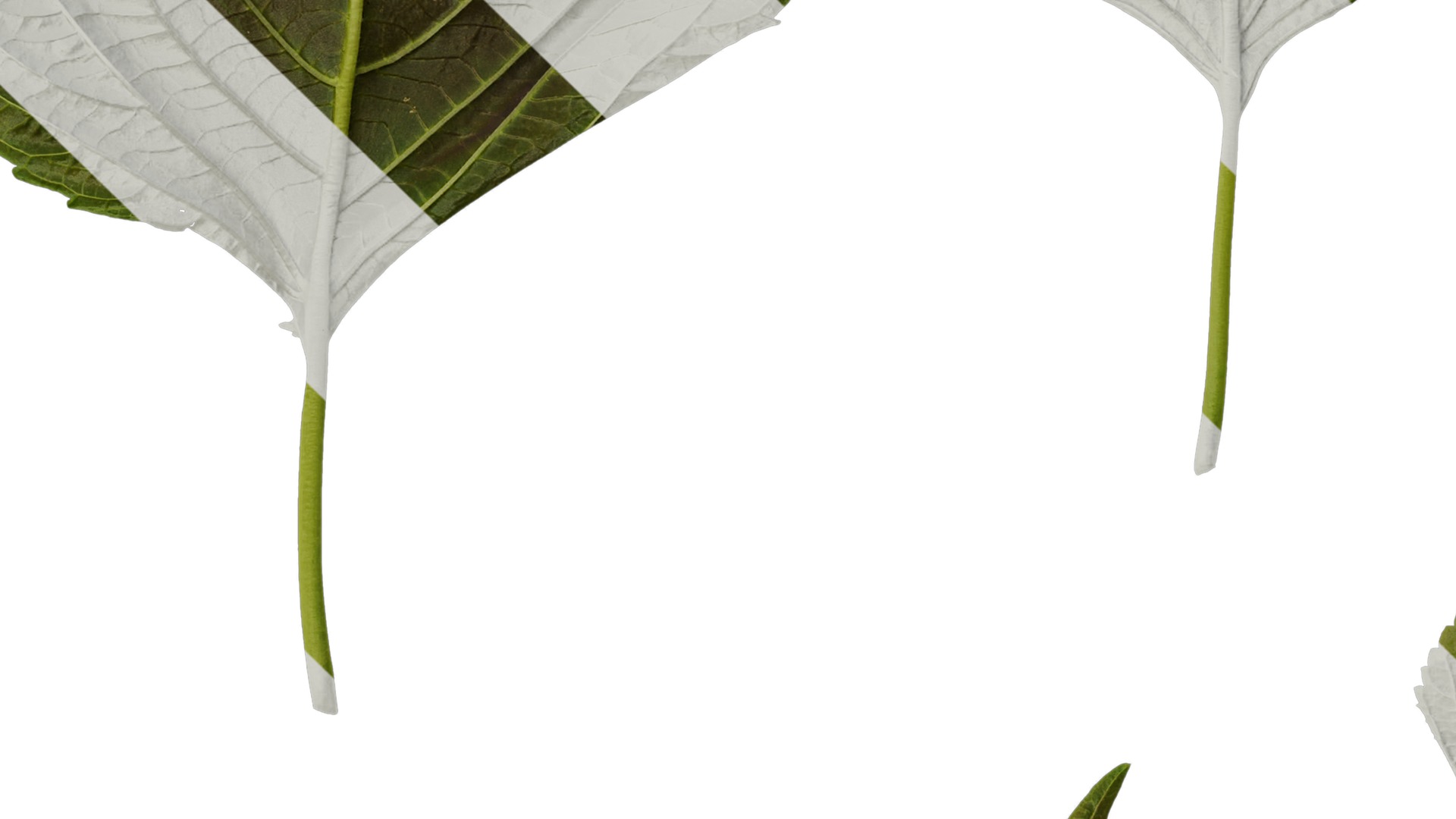 Anydrafts Perilla frutescens Leaf 01 B Texture_3