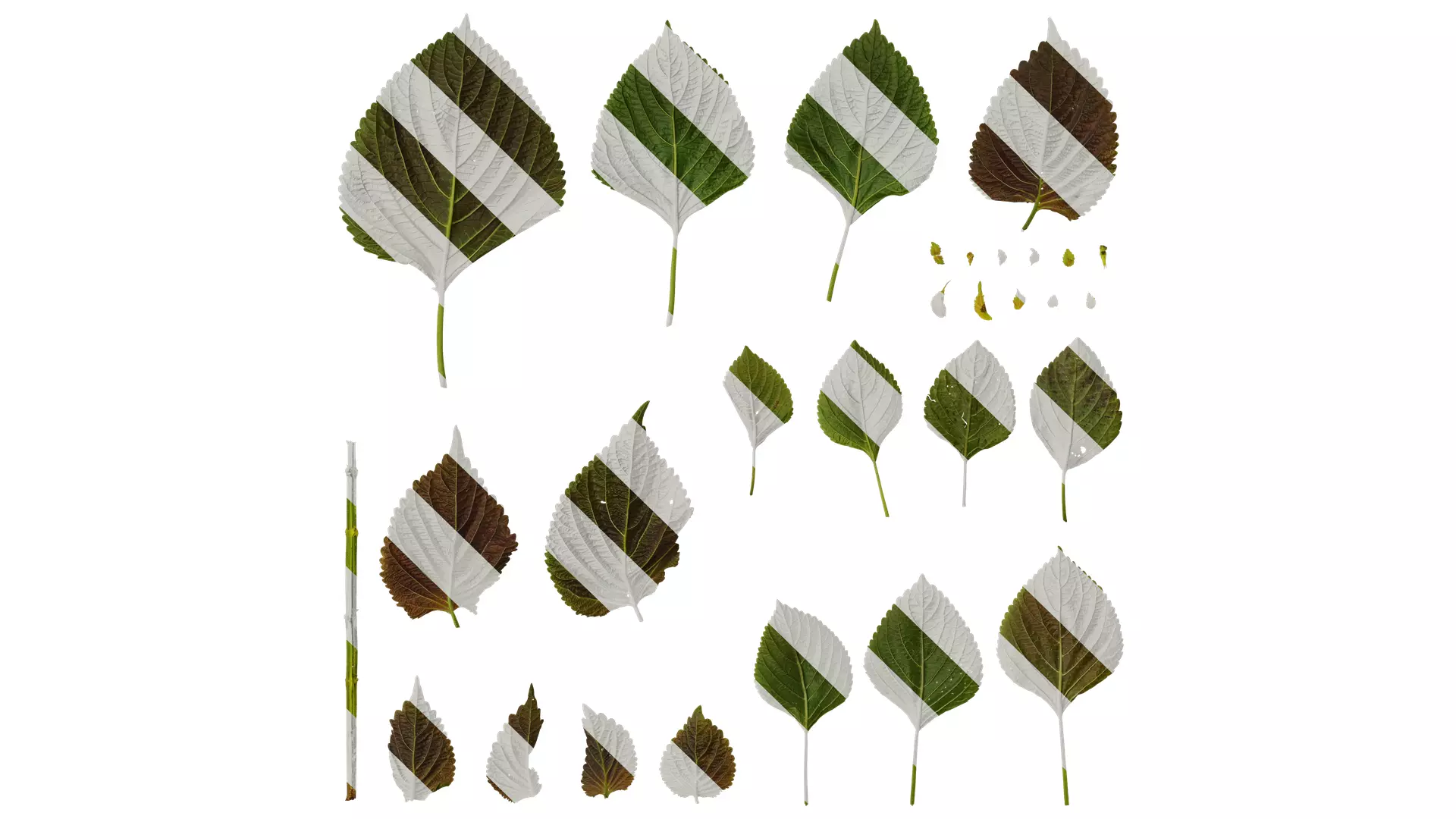 Anydrafts Perilla frutescens Leaf 01 B Texture_0