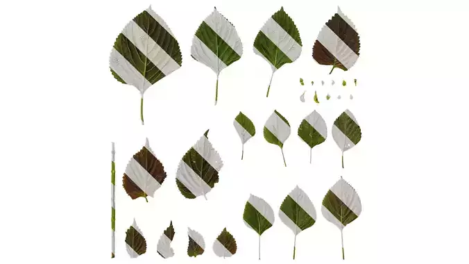 Anydrafts Perilla frutescens Leaf 01 B