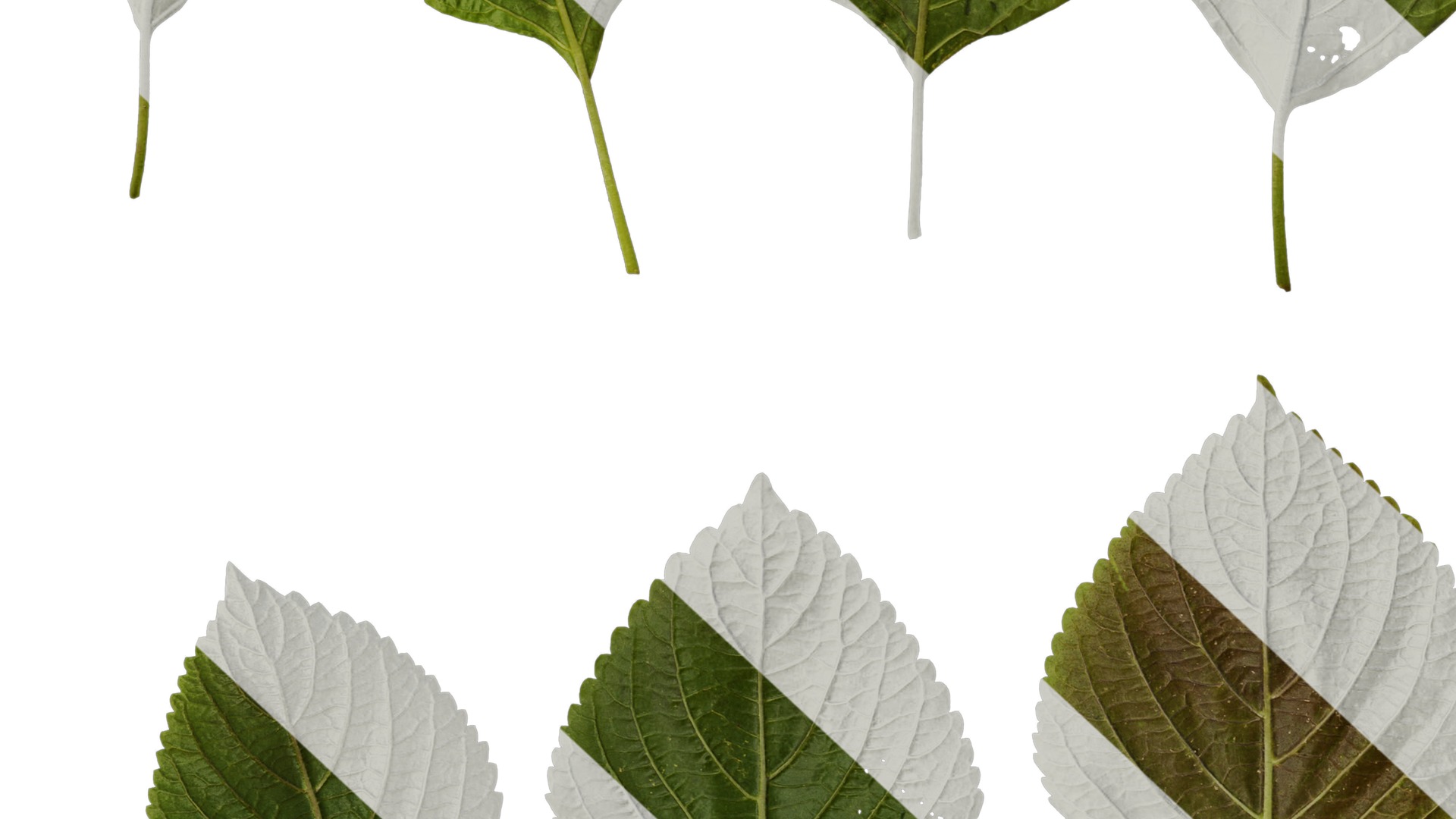 Anydrafts Perilla frutescens Leaf 01 B Texture_6