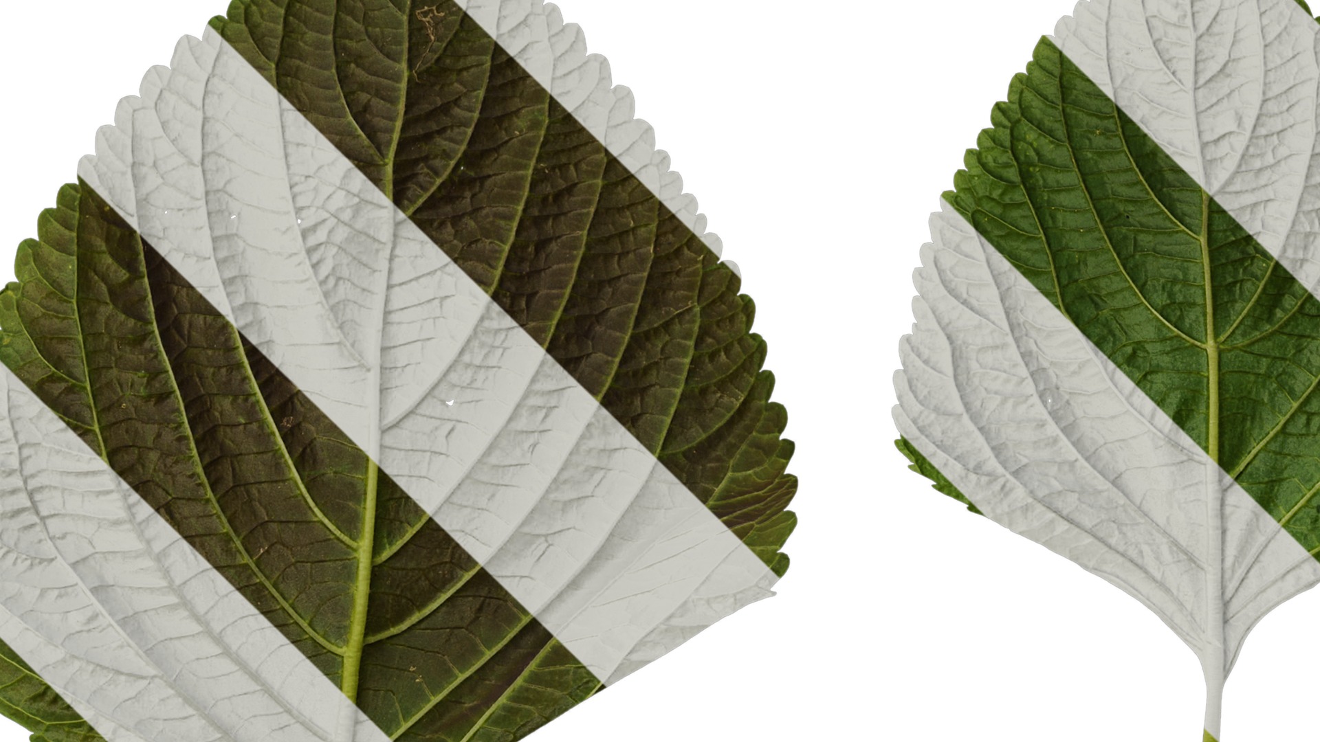 Anydrafts Perilla frutescens Leaf 01 B Texture_1