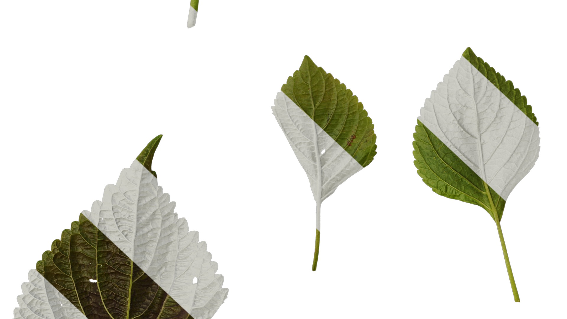 Anydrafts Perilla frutescens Leaf 01 B Texture_7