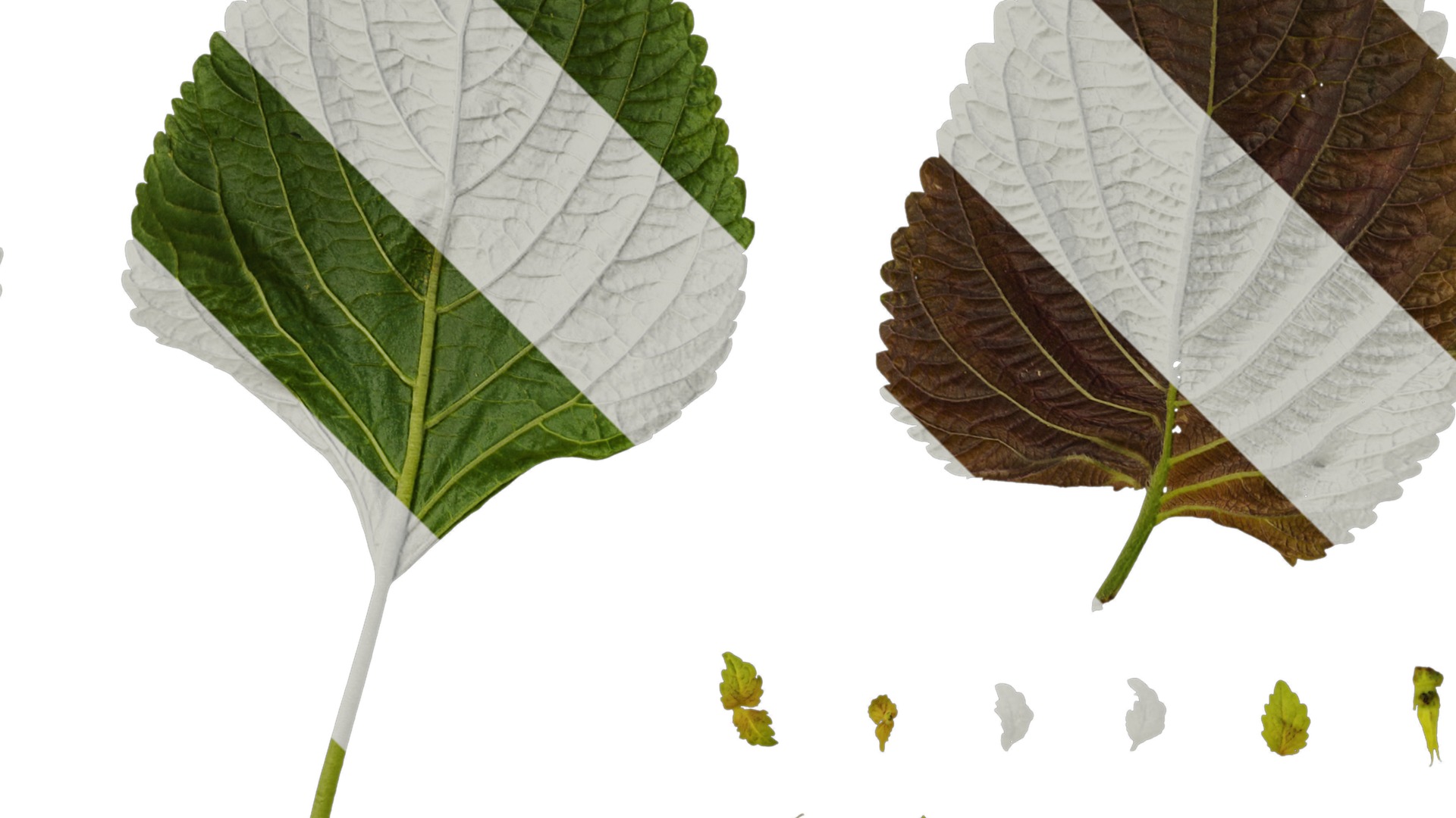 Anydrafts Perilla frutescens Leaf 01 B Texture_2