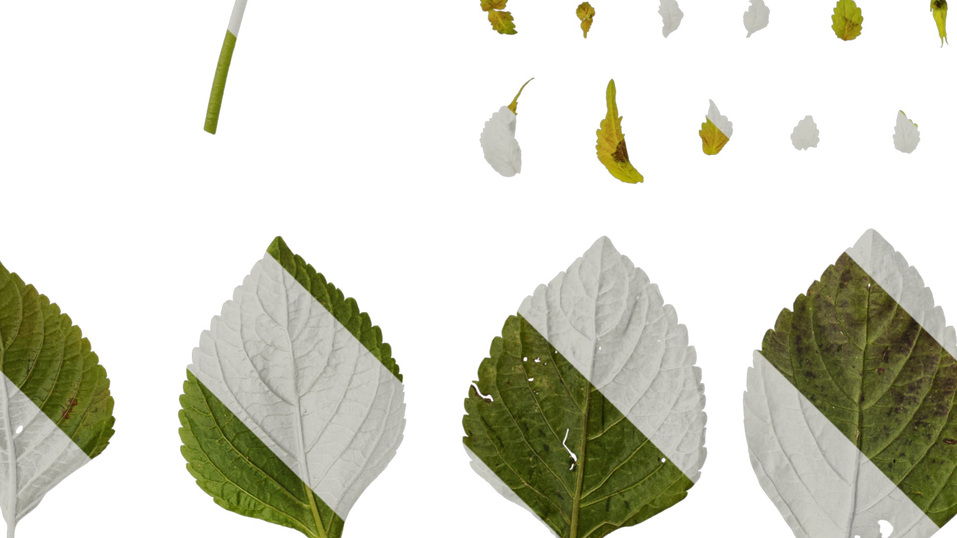 Anydrafts Perilla frutescens Leaf 01 B Texture_4