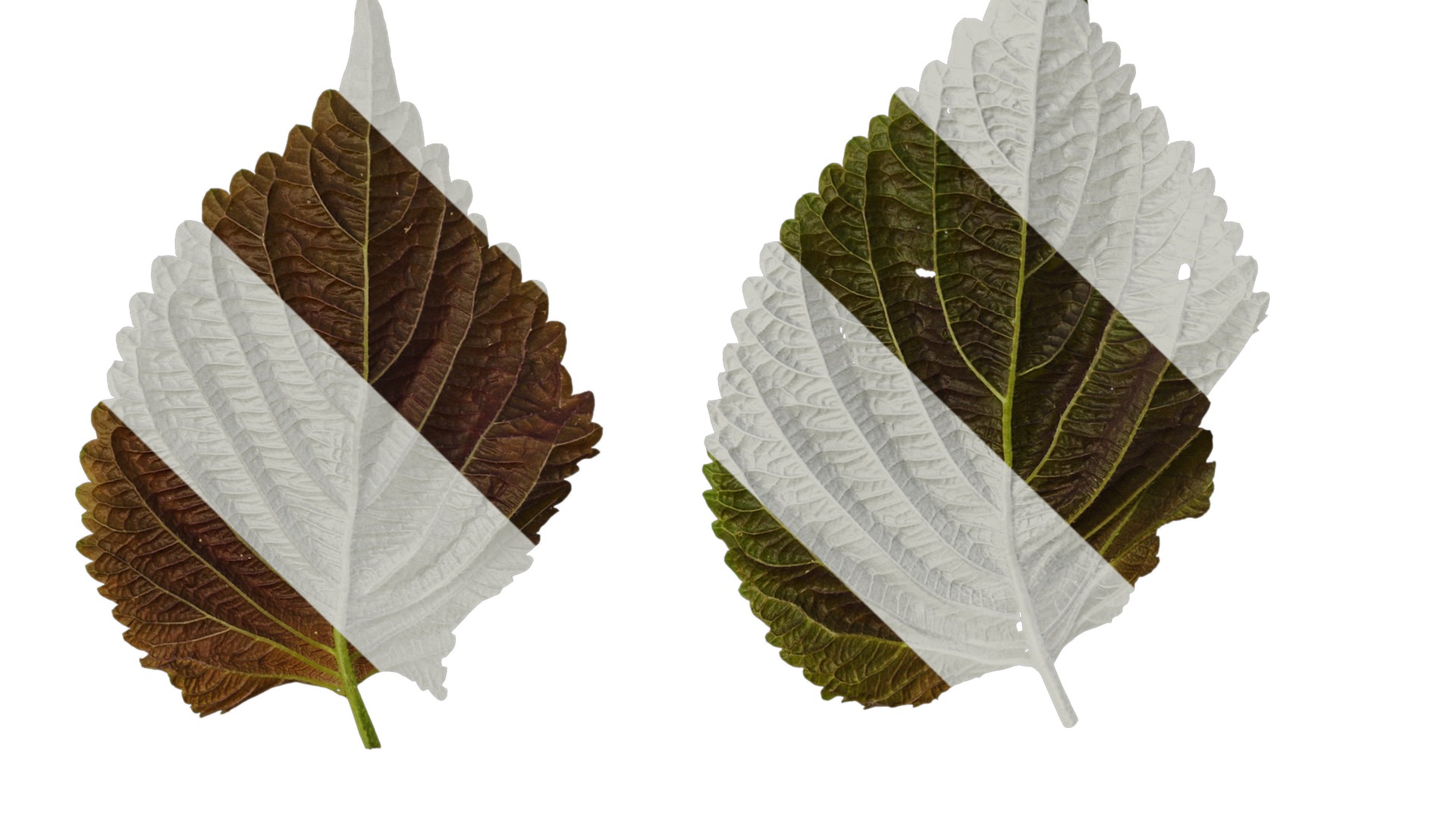 Anydrafts Perilla frutescens Leaf 01 B Texture_5