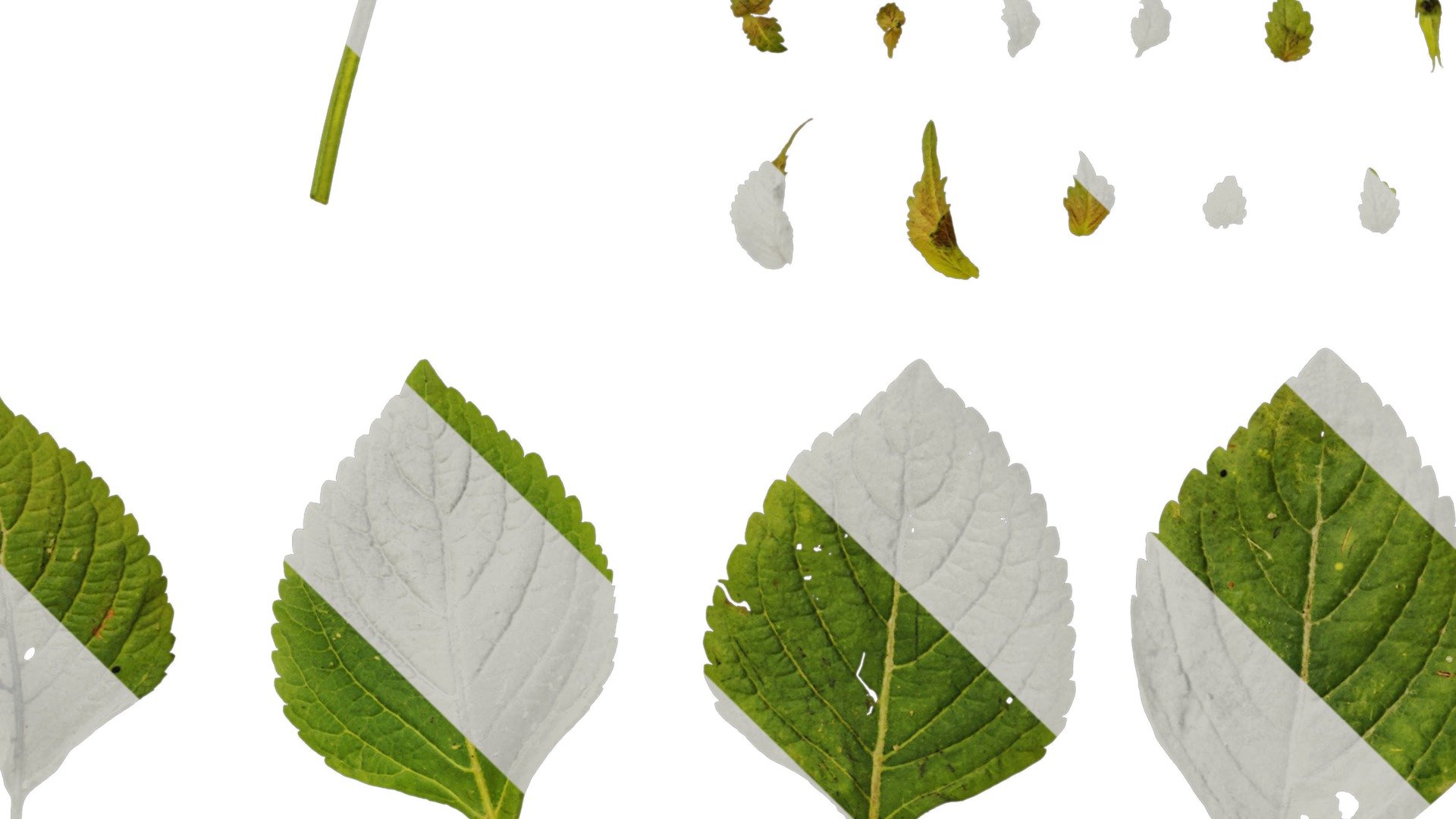 Anydrafts Perilla frutescens Leaf 01 F Texture_4