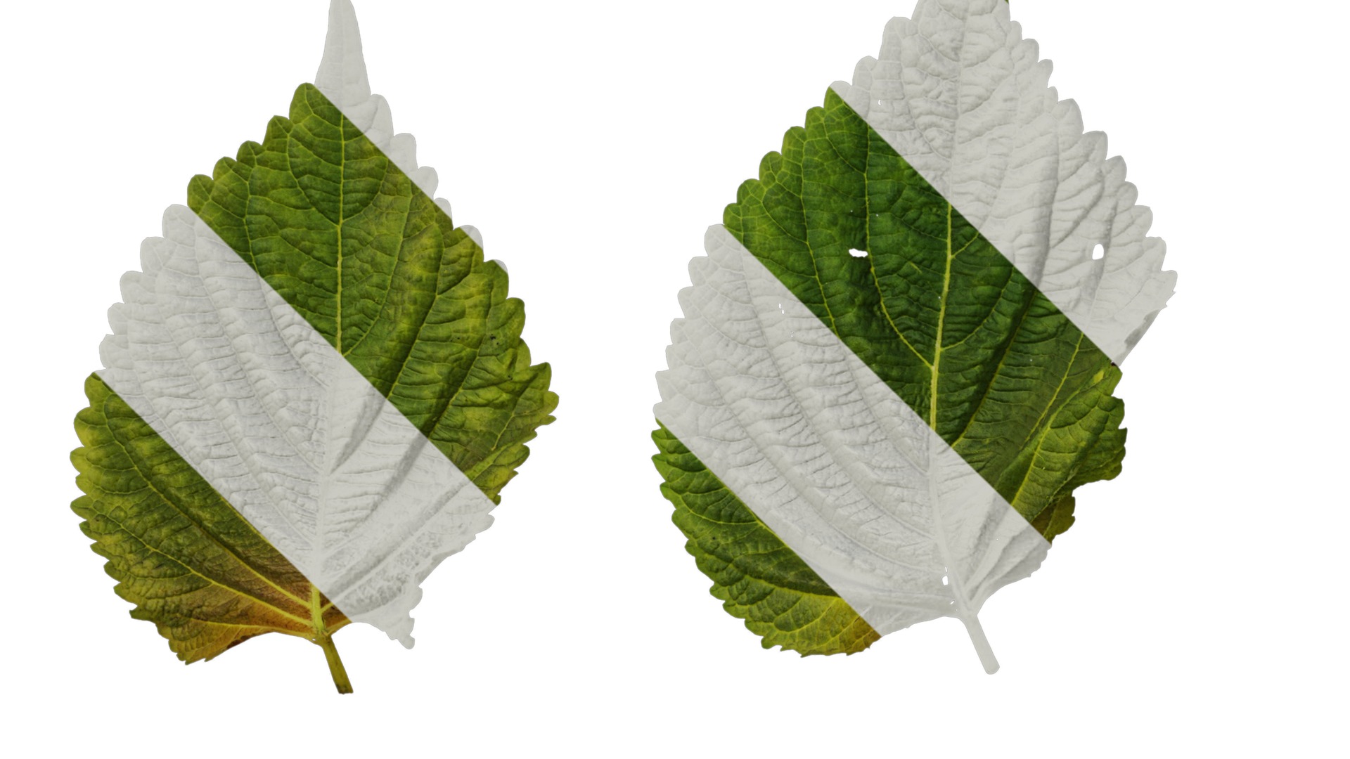 Anydrafts Perilla frutescens Leaf 01 F Texture_5