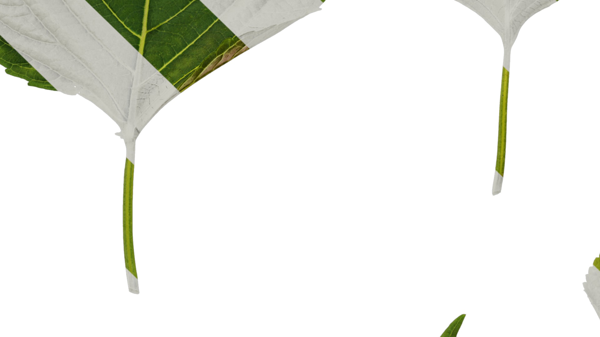 Anydrafts Perilla frutescens Leaf 01 F Texture_3