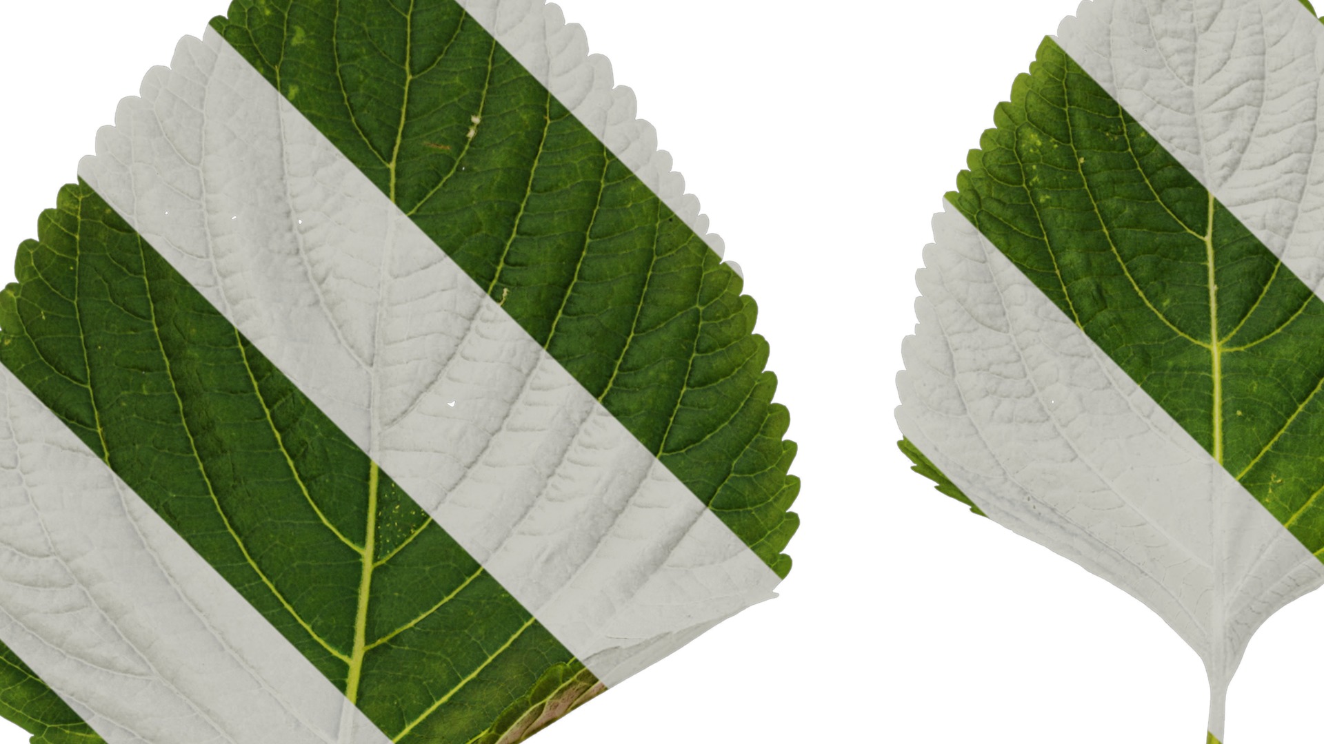 Anydrafts Perilla frutescens Leaf 01 F Texture_1