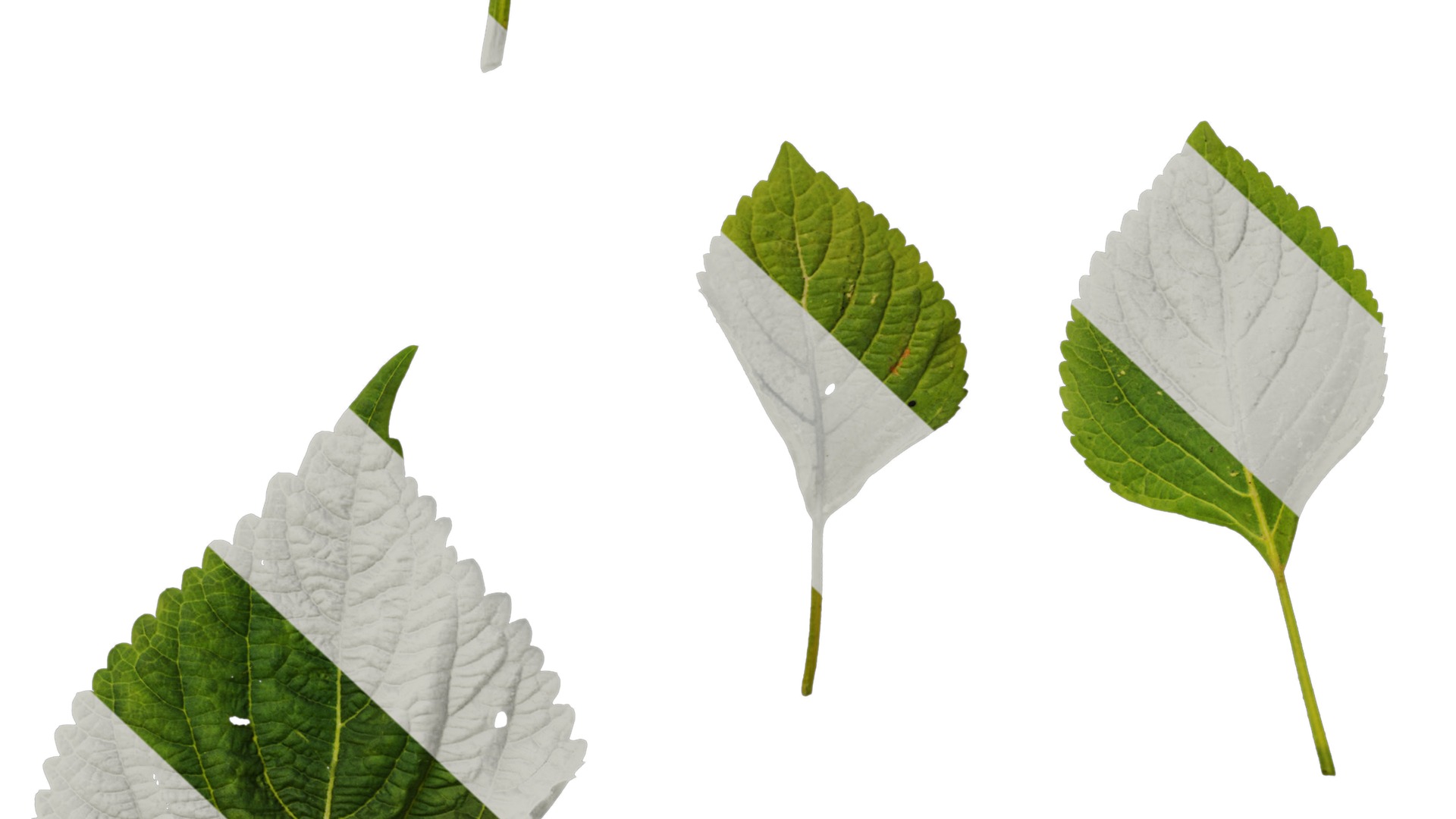 Anydrafts Perilla frutescens Leaf 01 F Texture_7