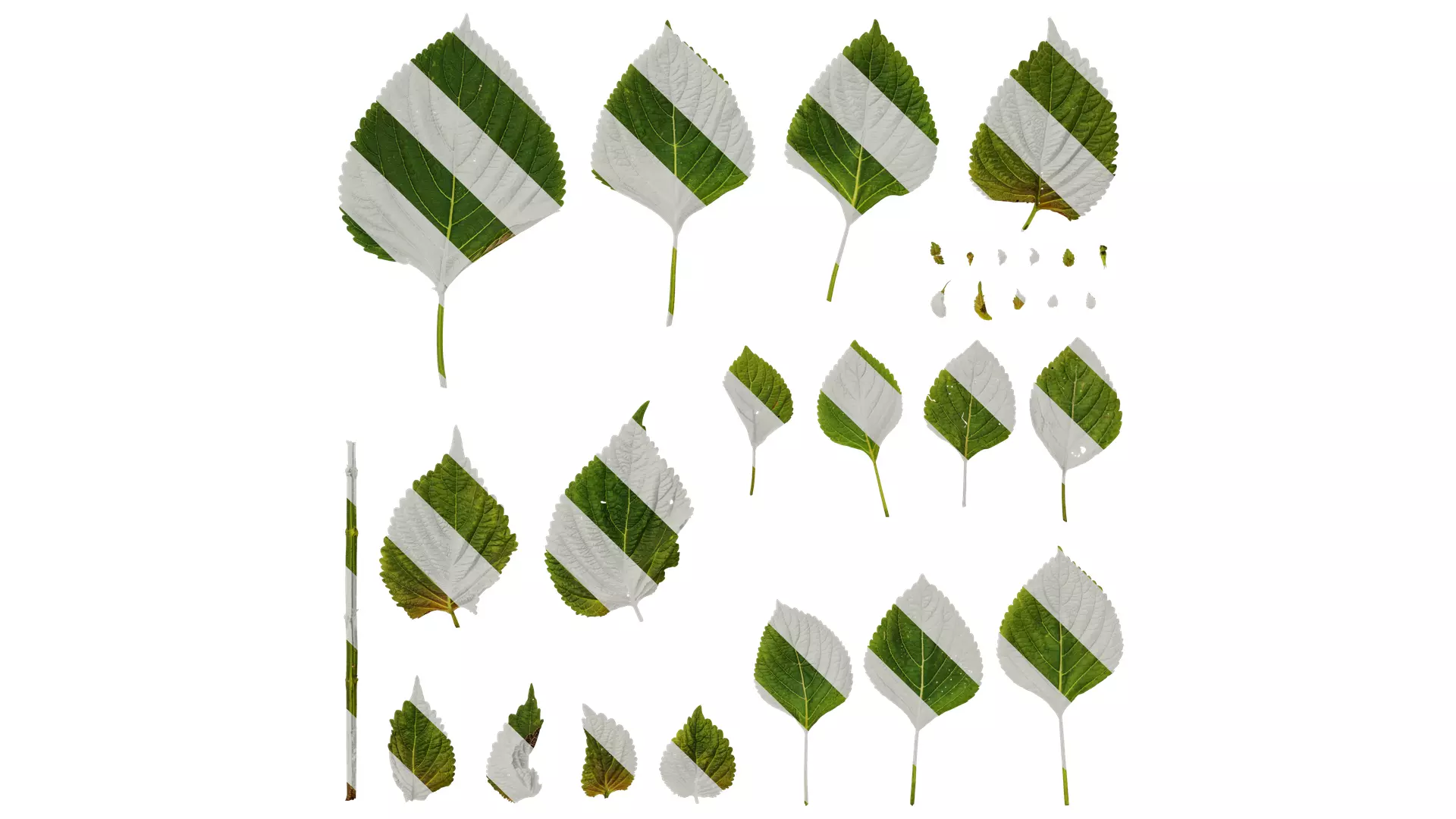 Anydrafts Perilla frutescens Leaf 01 F Texture_0