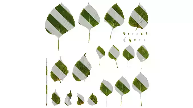 Anydrafts Perilla frutescens Leaf 01 F