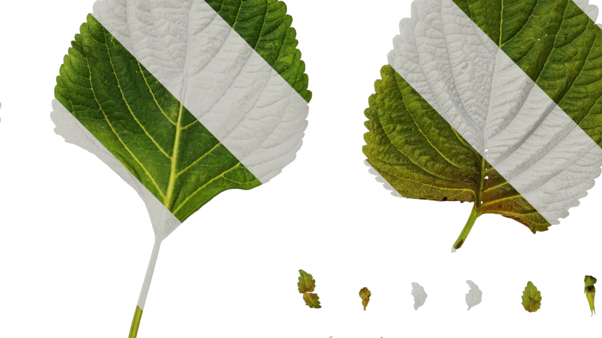 Anydrafts Perilla frutescens Leaf 01 F Texture_2