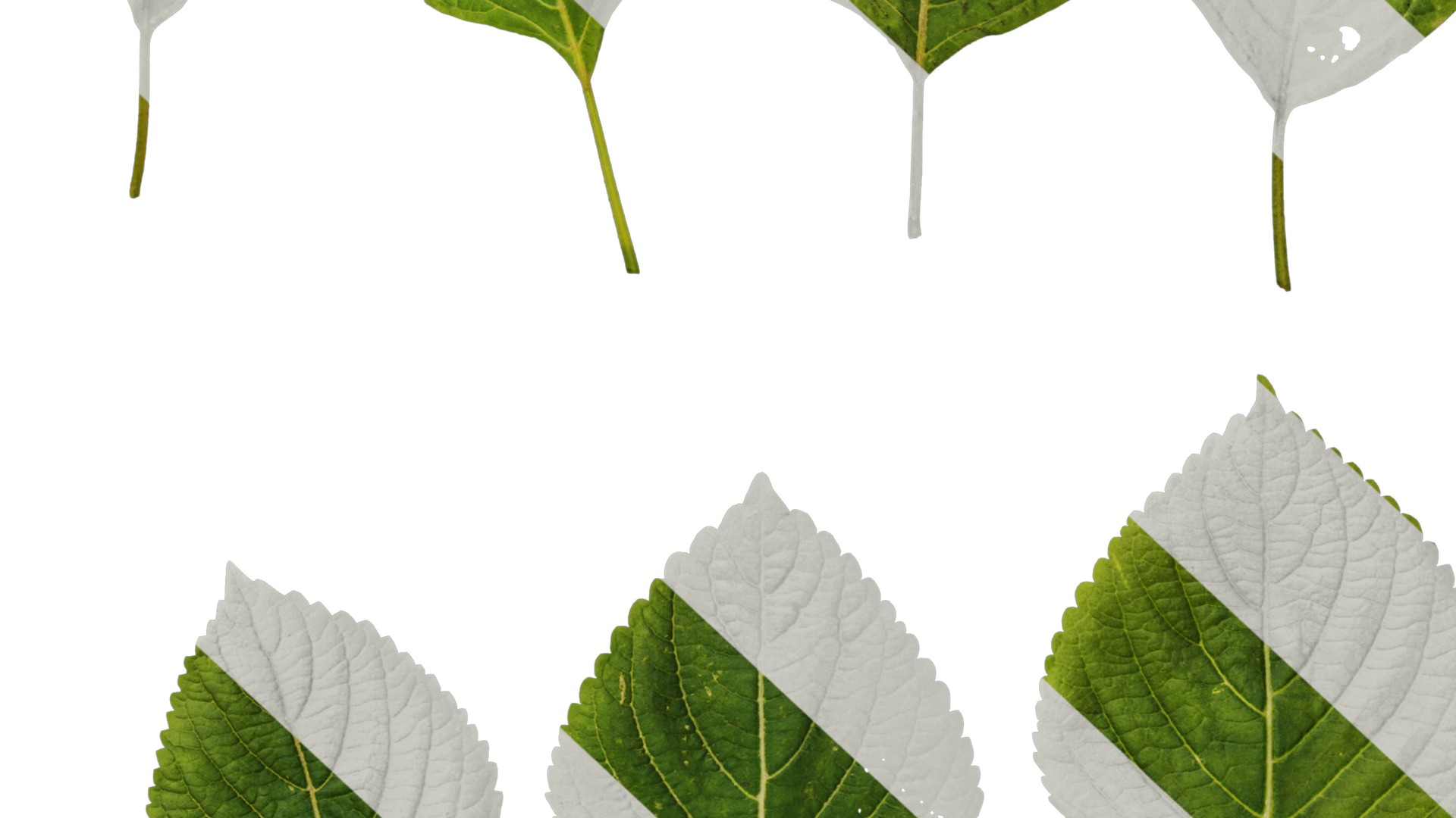 Anydrafts Perilla frutescens Leaf 01 F Texture_6