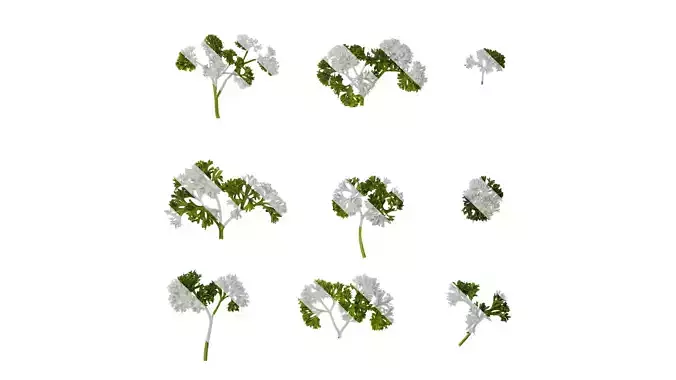 Anydrafts Petroselinum crispum Atlas 03 Texture