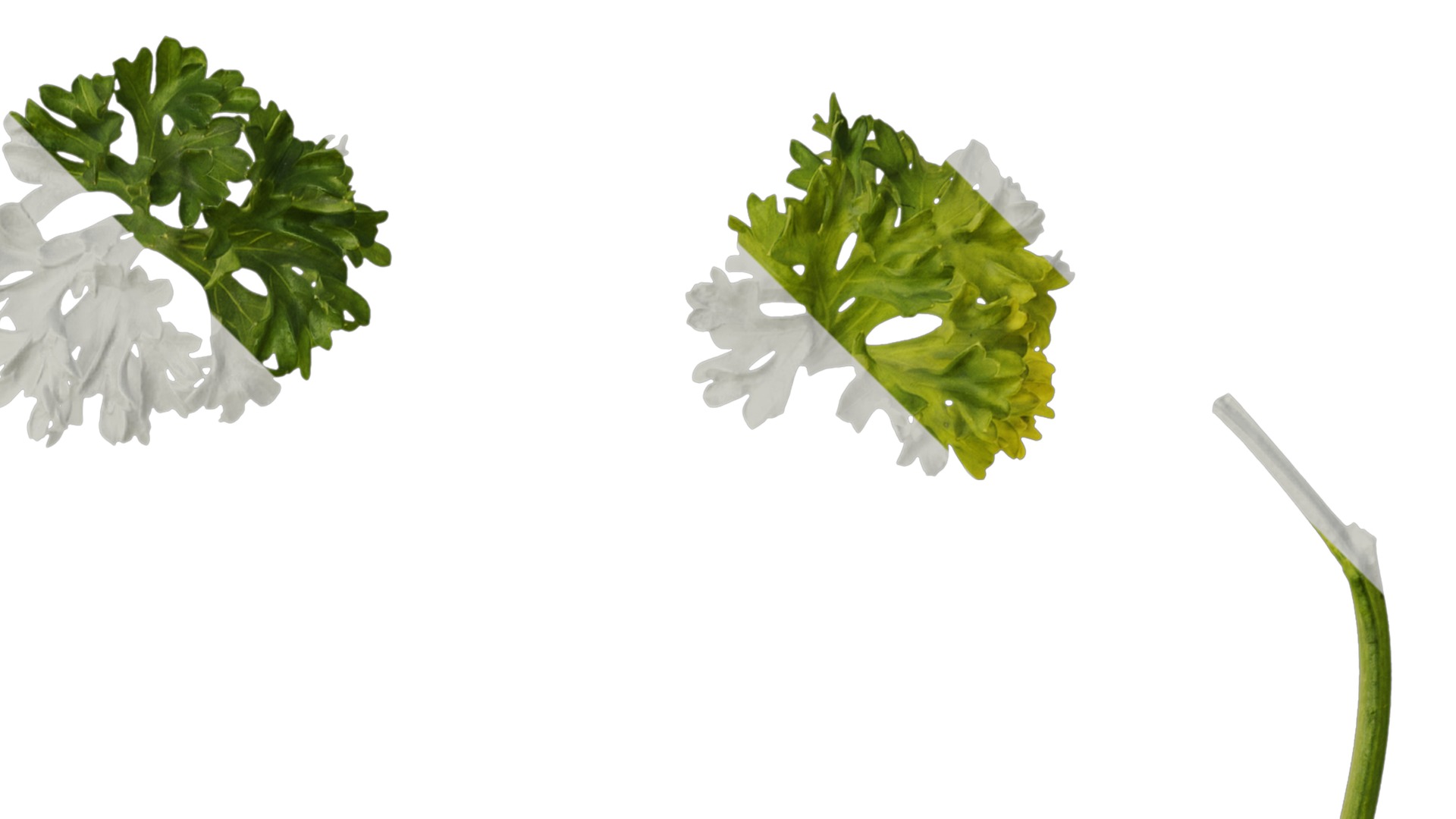 Anydrafts Petroselinum crispum Leaf 01 Texture_2