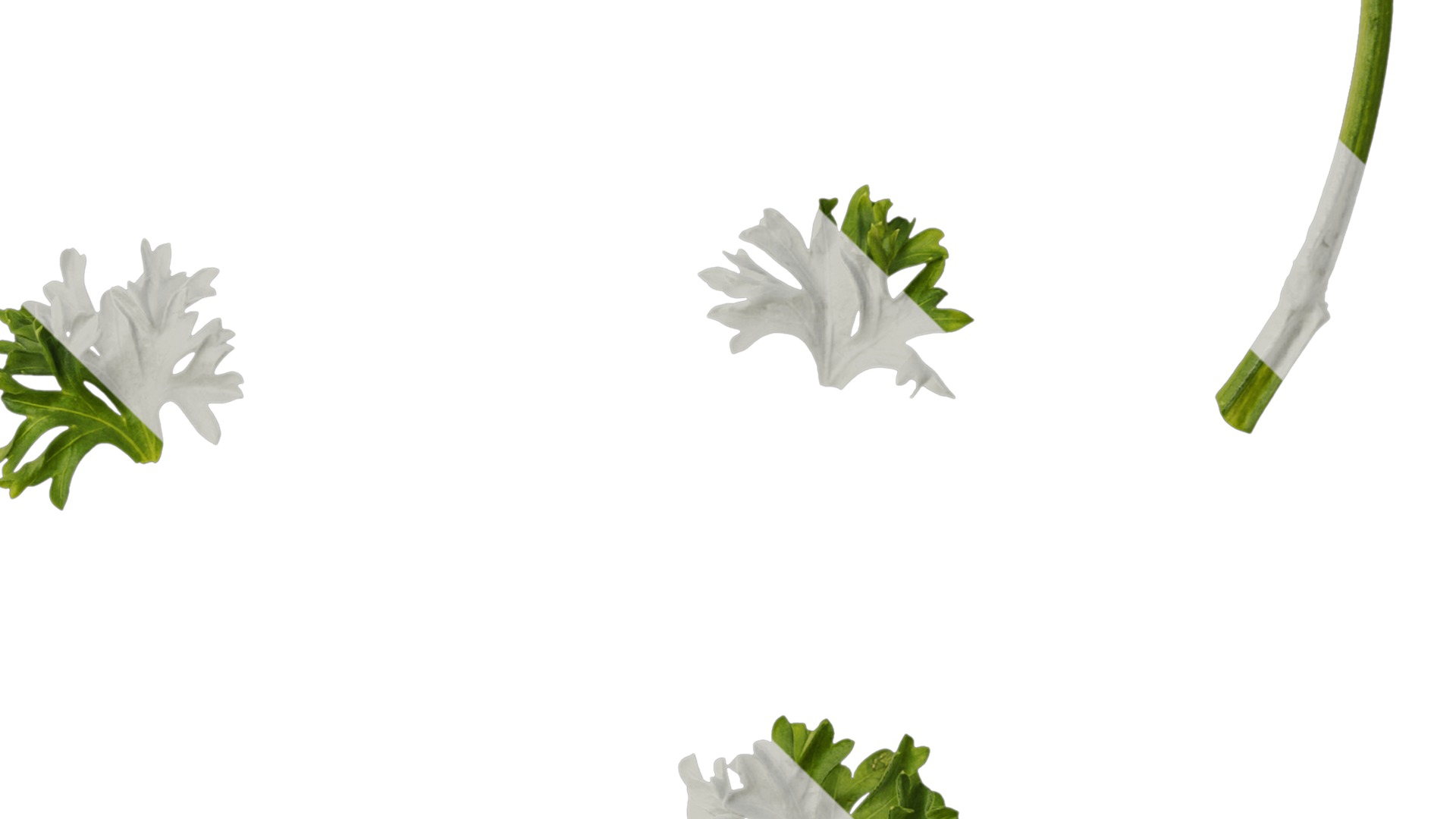 Anydrafts Petroselinum crispum Leaf 01 Texture_4