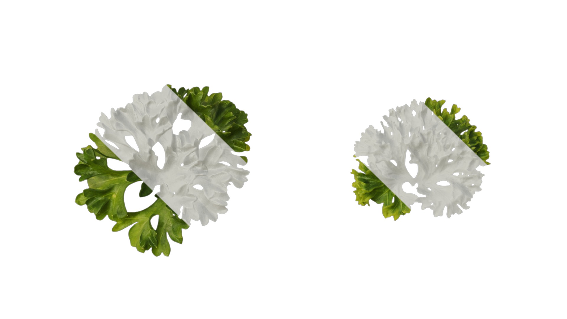 Anydrafts Petroselinum crispum Leaf 01 Texture_1