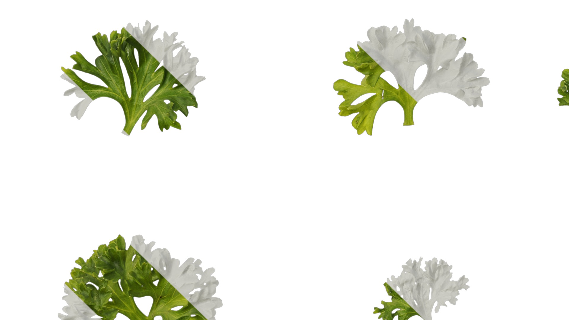 Anydrafts Petroselinum crispum Leaf 01 Texture_5