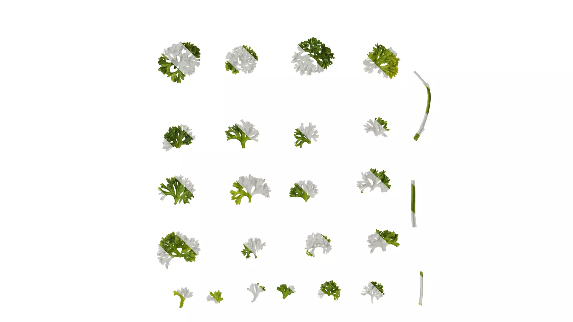 Anydrafts Petroselinum crispum Leaf 01 Texture_0