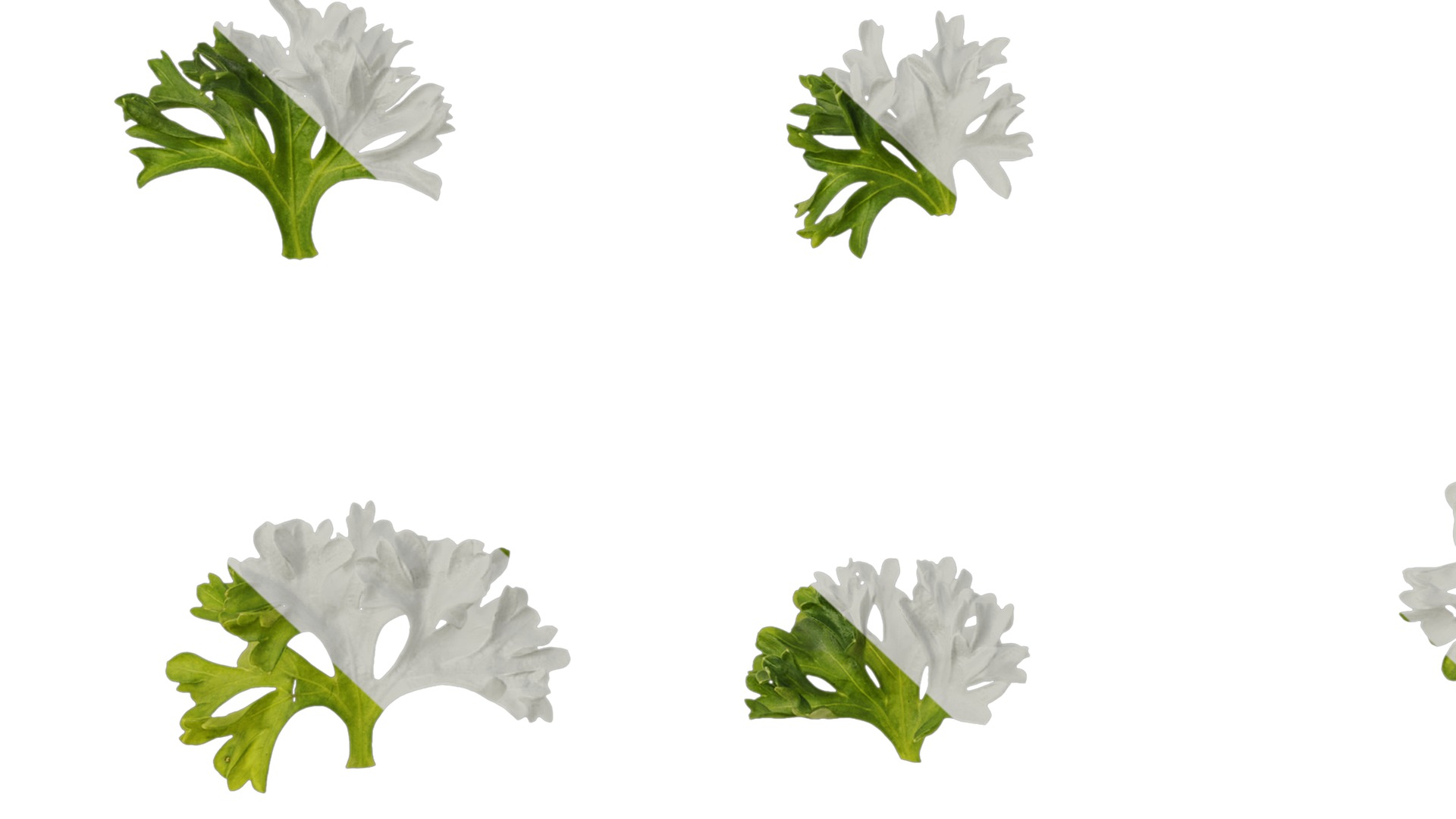 Anydrafts Petroselinum crispum Leaf 01 Texture_7