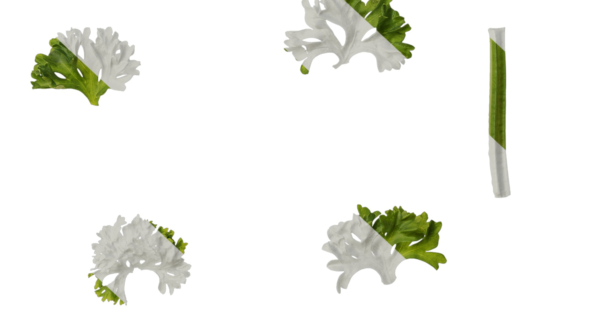 Anydrafts Petroselinum crispum Leaf 01 Texture_6