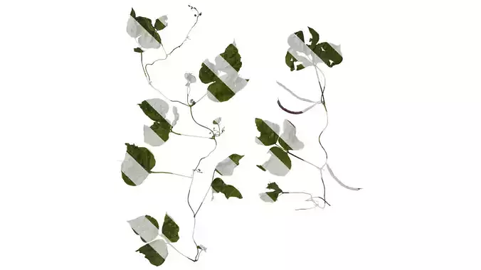 Anydrafts Phaseolus vulgaris Atlas 01