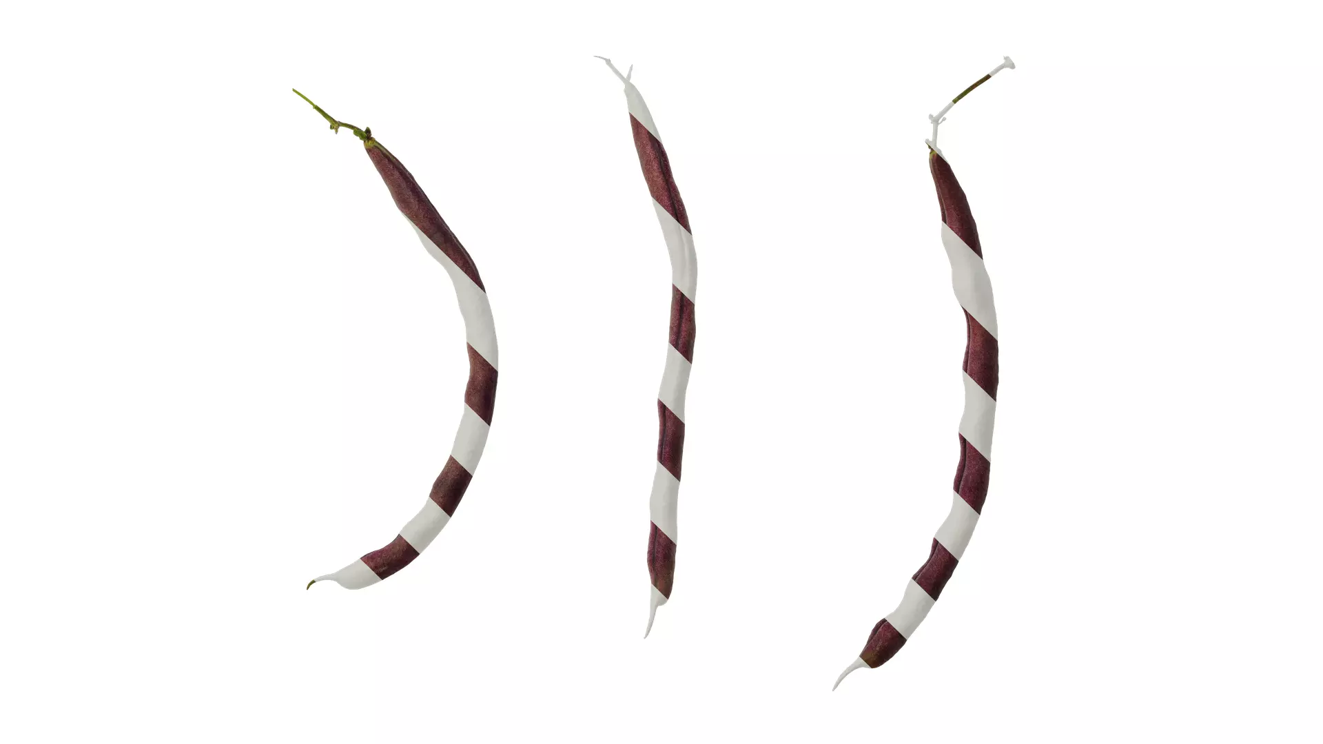 Anydrafts Phaseolus vulgaris Fruit 02 Texture