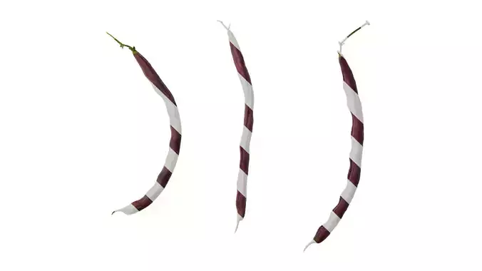 Anydrafts Phaseolus vulgaris Fruit 02